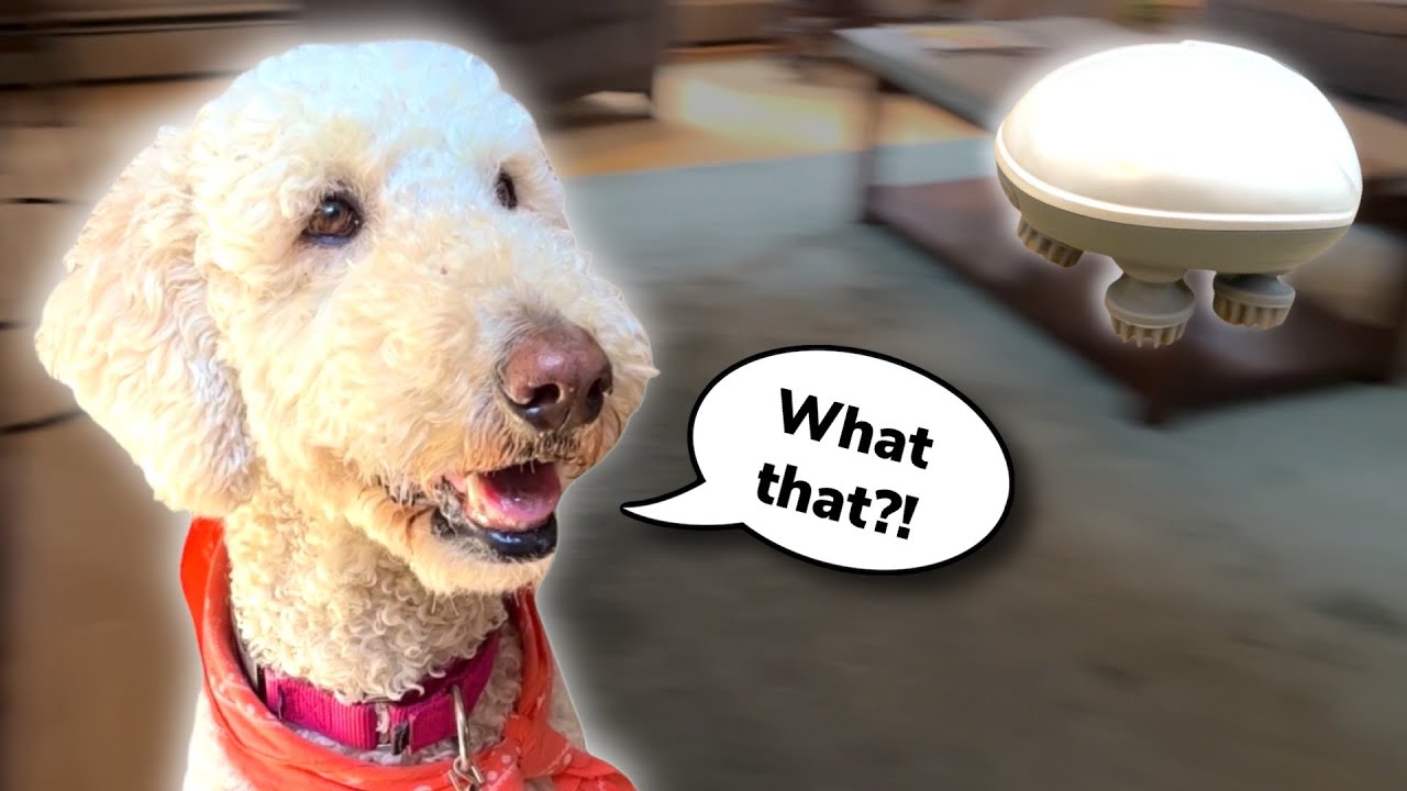 Dog Reacts to Pet Massager!