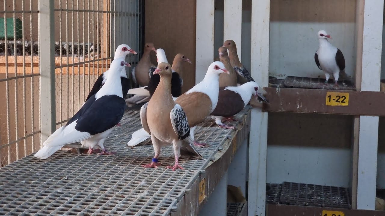 ESRARENGİZ POSTA ÜRETİCİSİ FATİH DOĞAN DAN KANAT NUNBERG POSTALAR NUNBERG MİSKİ VE BEYAZ POSTALAR