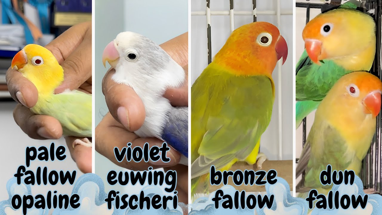 Beautiful Bronze Fallow Lovebird Mutation (Don't Miss This)