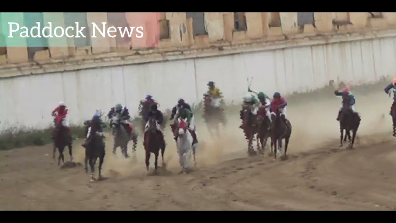 سباق جائزة دينار للخيول العربية بميدان خروبة 🇩🇿. و فوز رزان المسك بالمرتبة الاولى عن جدارة و استحقاق