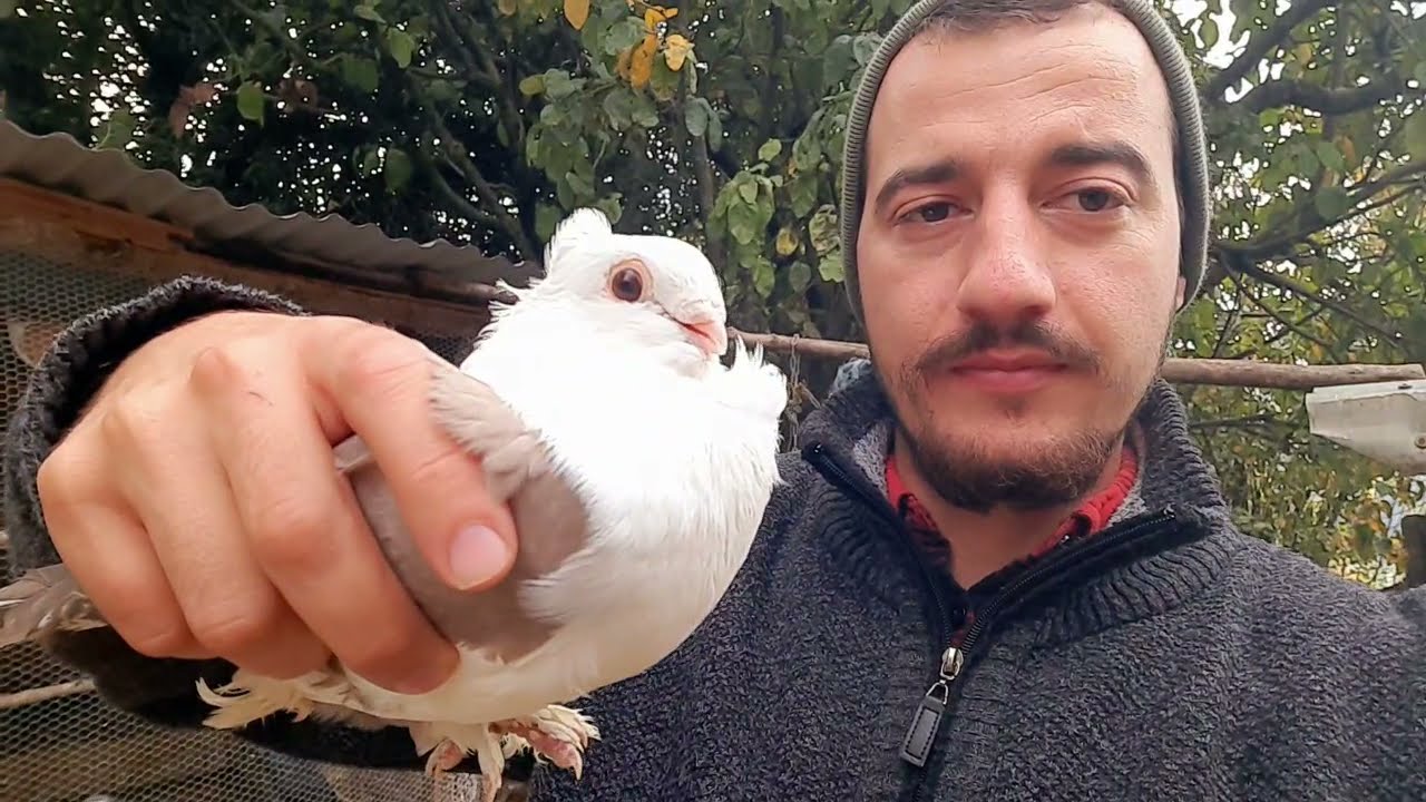 Ράτσες Περιστεριών στην Φάρμα μας Part 2! Φάρμα 