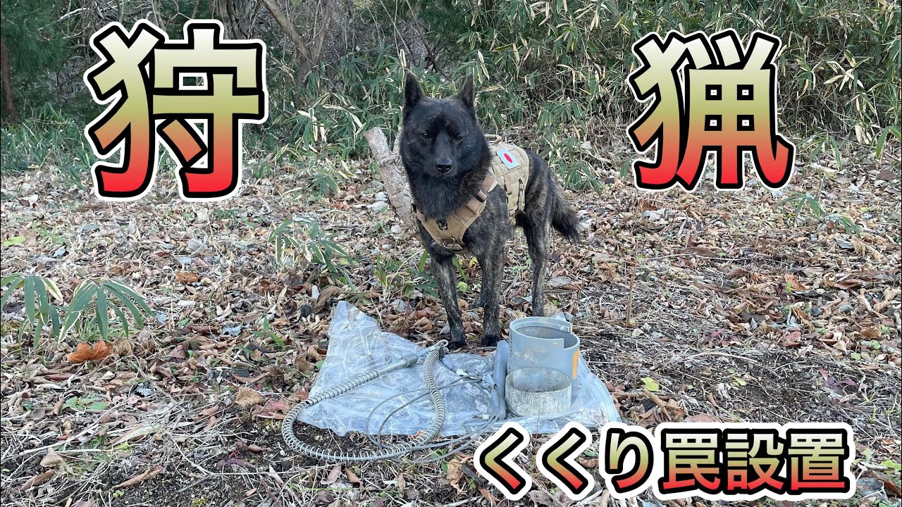 【甲斐犬春虎チャンネル】くくり罠設置