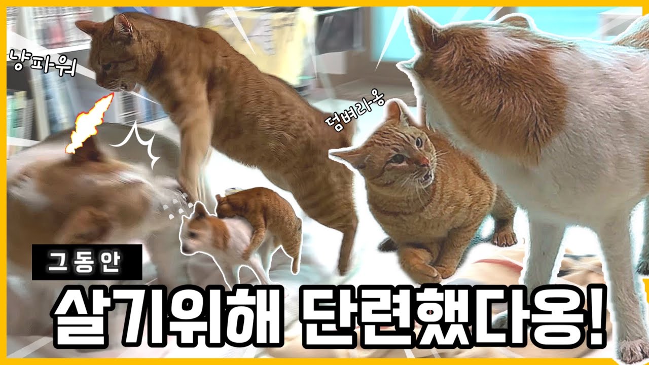 개랑 살면 매일이 스파르타~! | 강아지있는 집에 입양된 길냥이의 하루