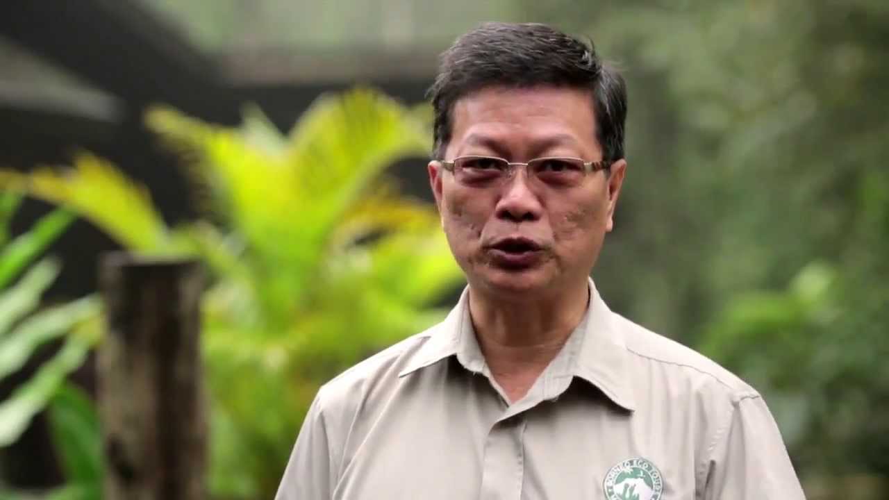 Transformation in Sukau Rainforest Lodge