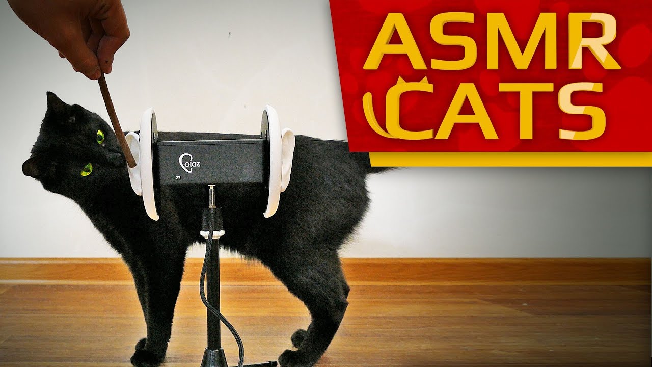 ASMR CATS - 😺 Purrific Rescue! (Relaxing ASMR video for Cat lovers) 4K binaural