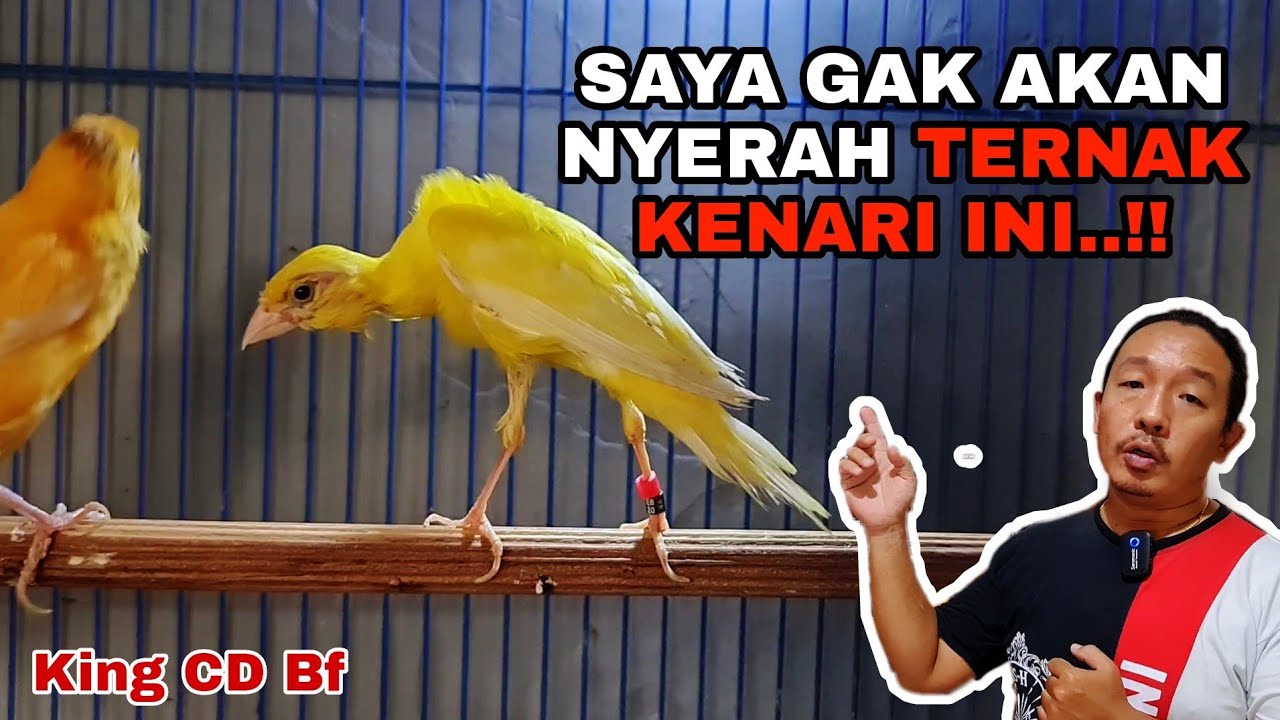 MASIH MISTERIUS...‼️🤨 DENGAN MUDAH NYA OM AGUS TERNAK KENARI GIBOSSO// PAUD MELIMPAH.