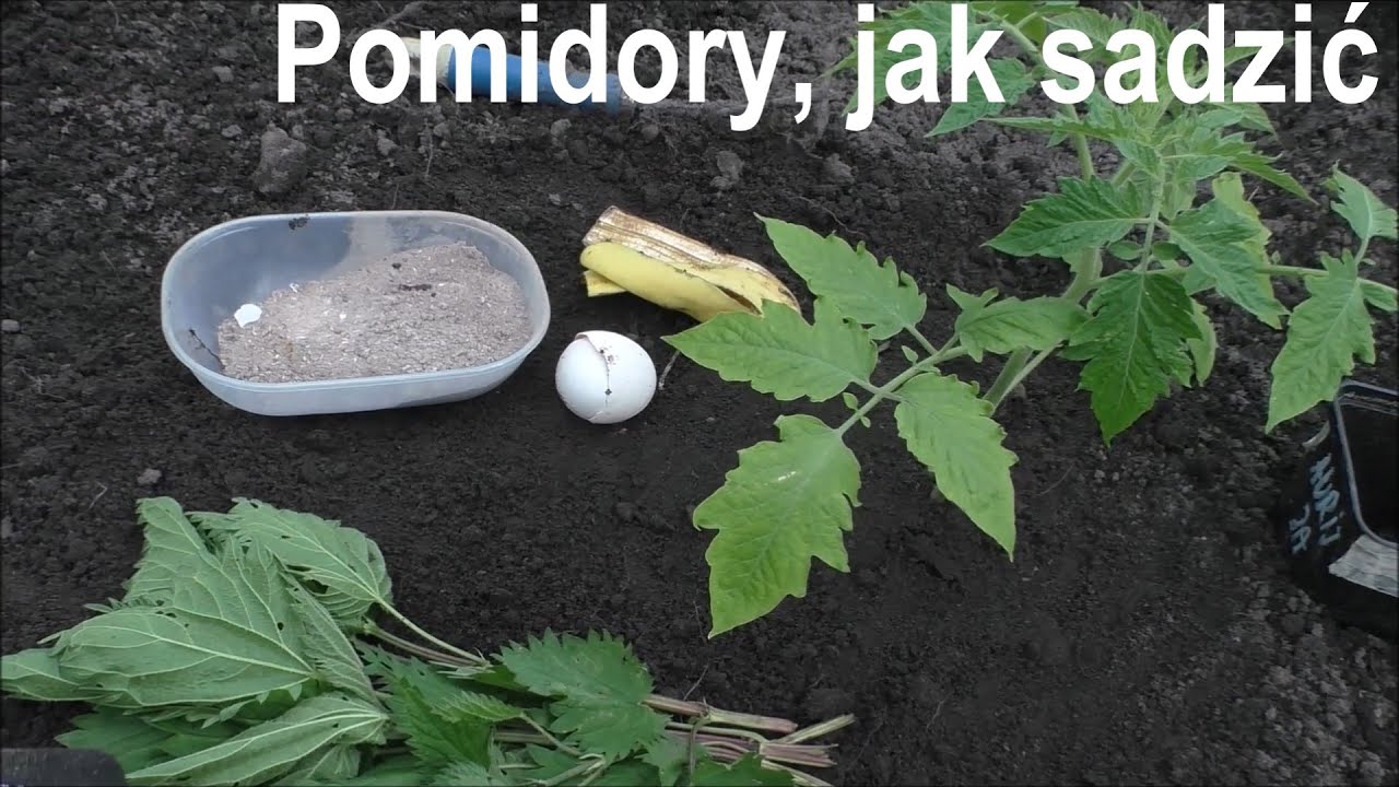 Jak sadzić pomidory i szamańskie rytuały przy ich sadzeniu
