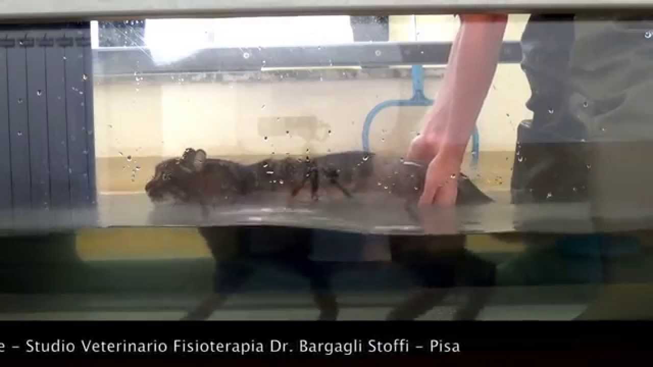 Lion - ostectomia testa femore