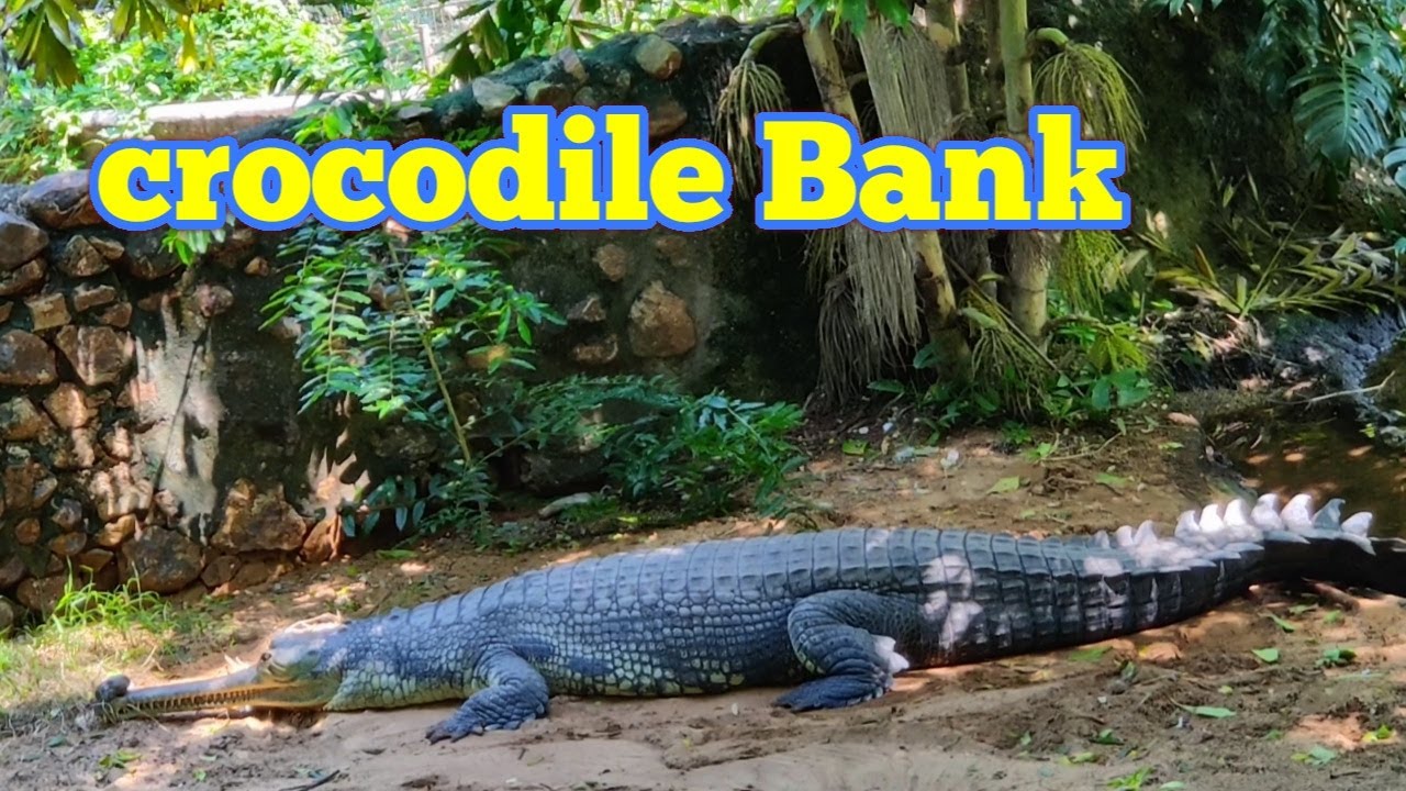Chennai Dairies/Madras Crocodile Park | Tour | Crocodile bank and centre for reptiles, ECR Chennai