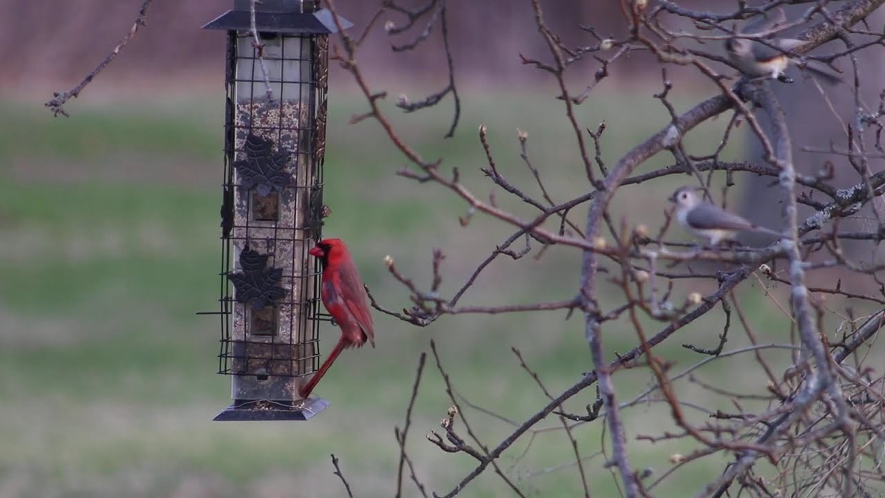 2026 #RELAXTATION - The ORIGINAL Channel -Afternoon ☀🐦BIRDS Feed in Stunning HD #noads #noai