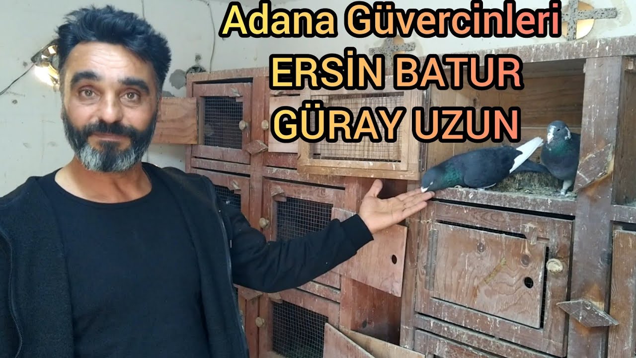 STAR ADANA GÜVERCİNLERİ