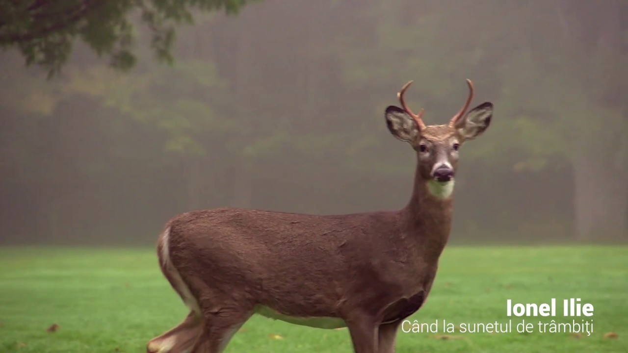Ionel Ilie - Cand la sunetul de trambiti
