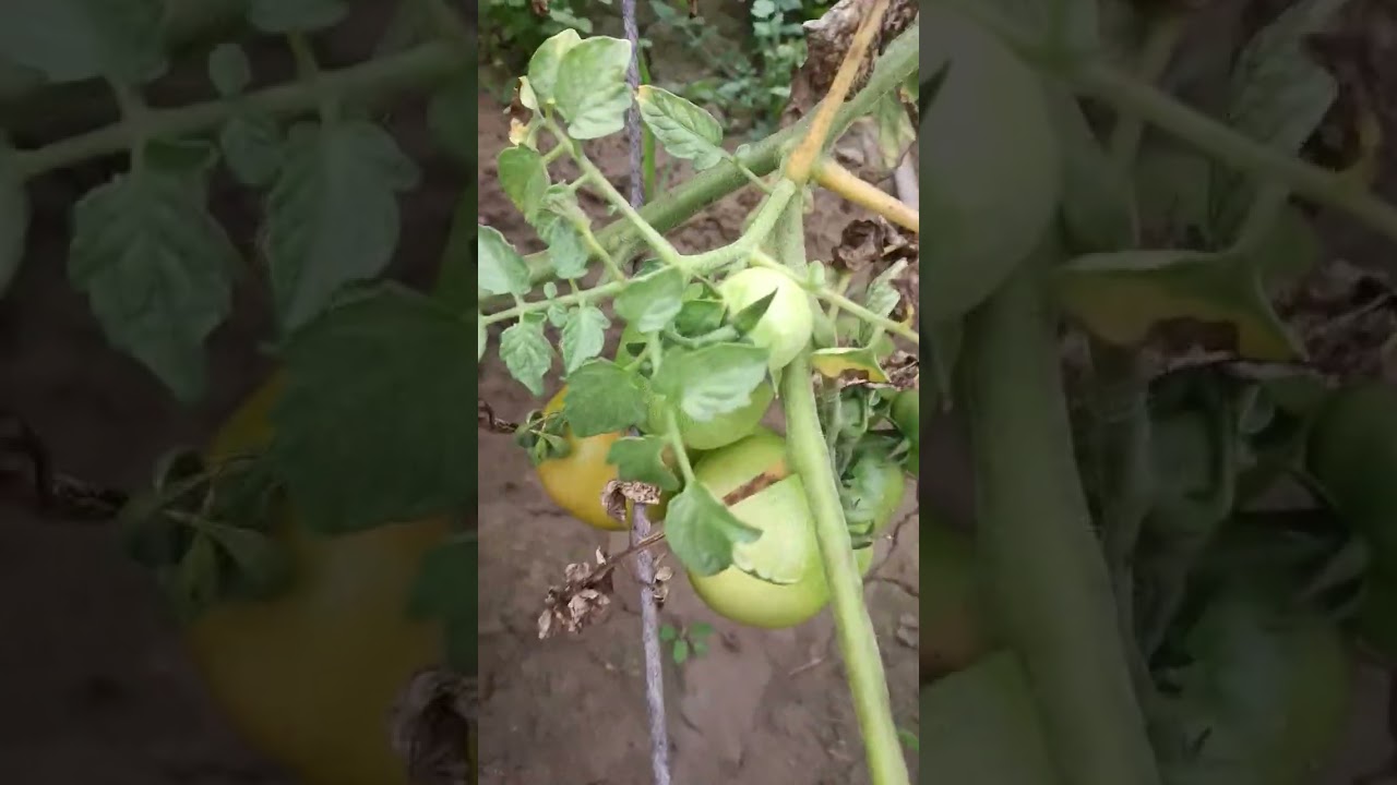 tamatar planting 