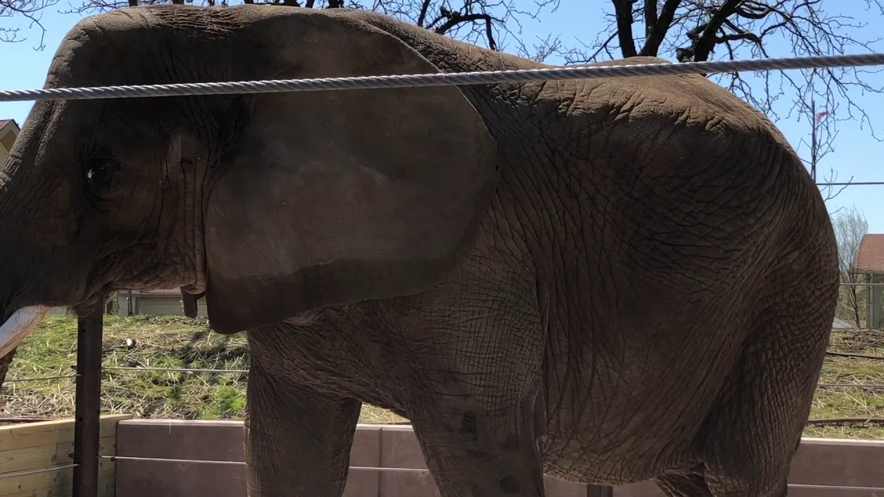 First Look at Tembo Camp