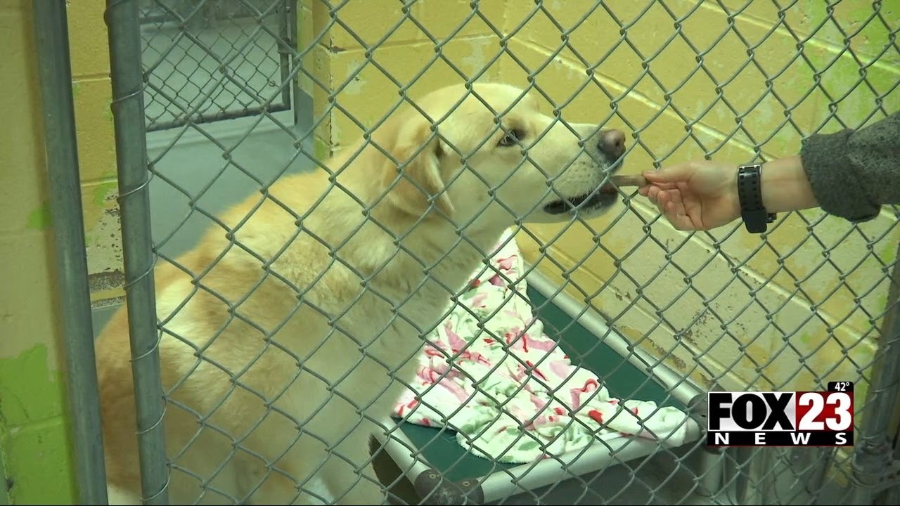 Video: Over 400 dogs at Tulsa Animal Services in need of homes following winter storm