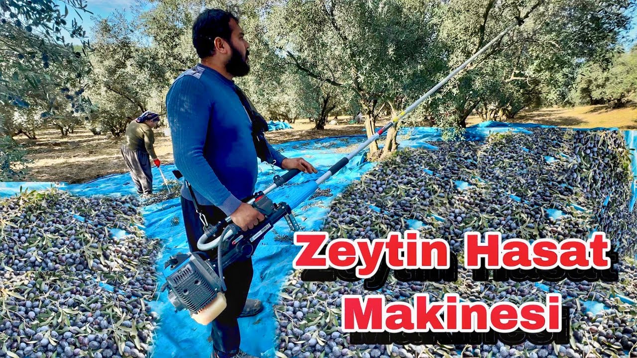 EN İYİ ZEYTİN HASAT MAKİNESİ CAMPAGNOLA / 10 Kişinin Yaptığı İşi Yapıyor !!!