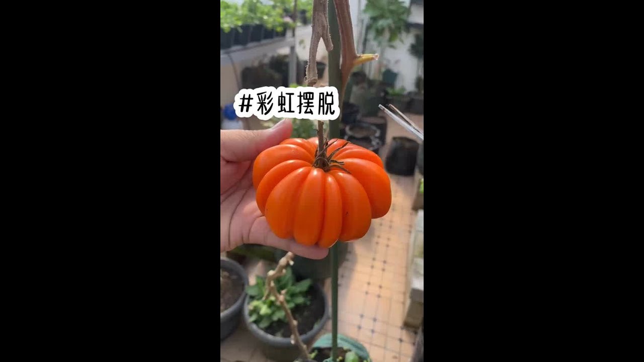 📚舒铭：（彩虹摆脱）后序在 QQ阅读App #小说推荐 #女生爱看的小说
