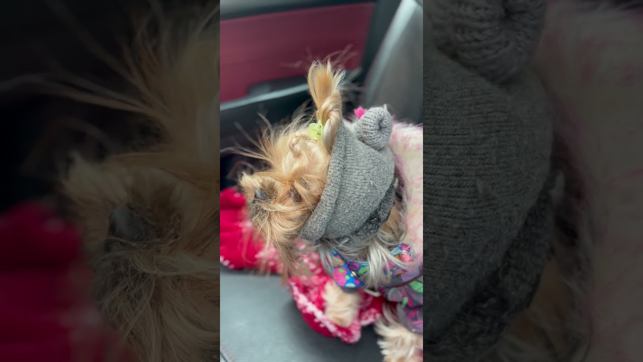 Утро) #dog #puppy #yorkie #cute #pets #cat #comedy #humor #gaming #god #собака #новости #юмор #шортс