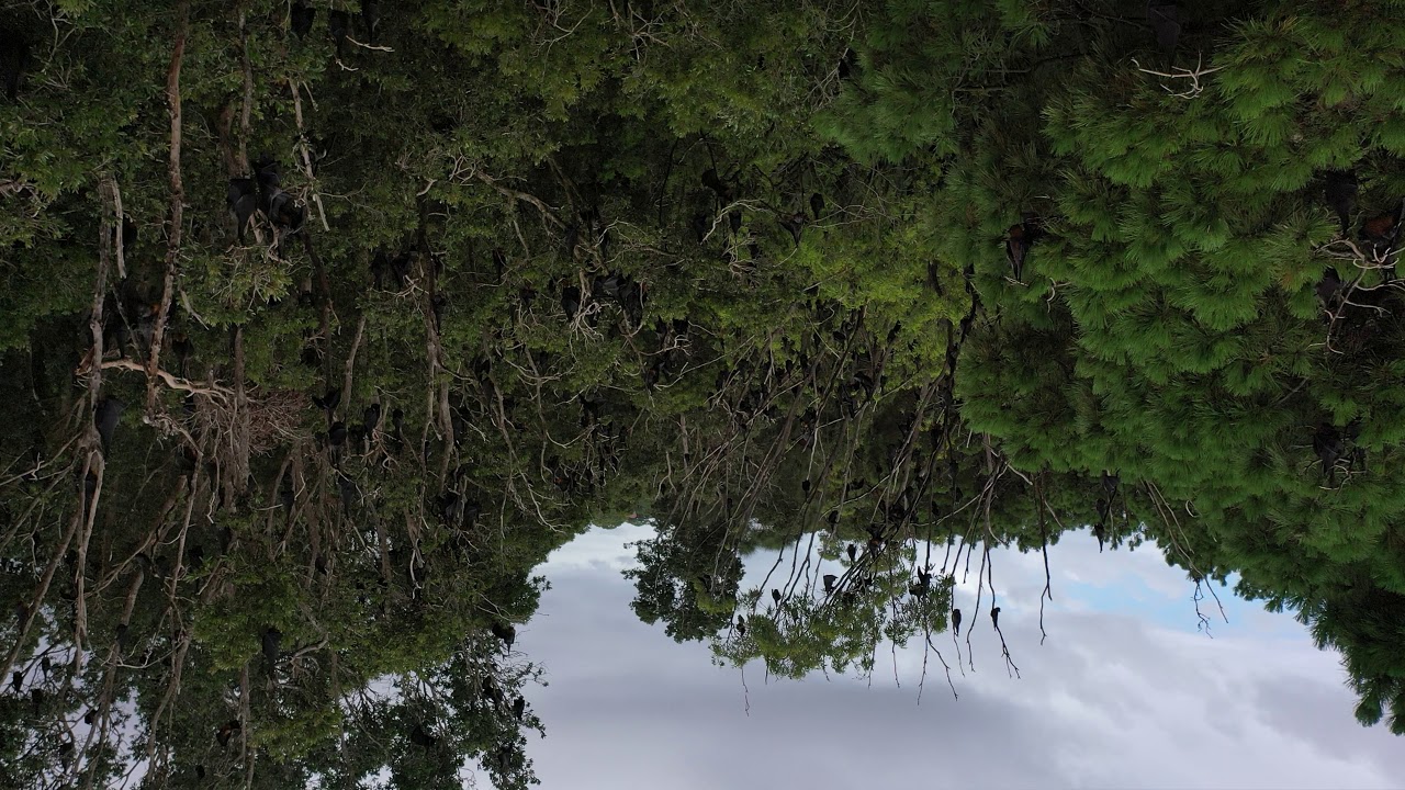 black flying flying fox or black fruit bat Pteropus alecto Centennial Park, December 31, 2020