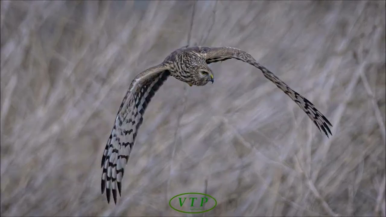 잿빛개구리매 (F): A female  northern harrier flying over  reed forest in search of food. #29