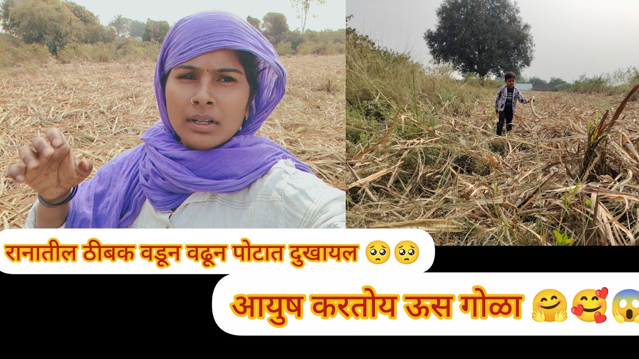 #viralvideo आज ऊसातील ठिबक काढले बाहेर पोटात दुखायल वढुन 🥺🥺🥺