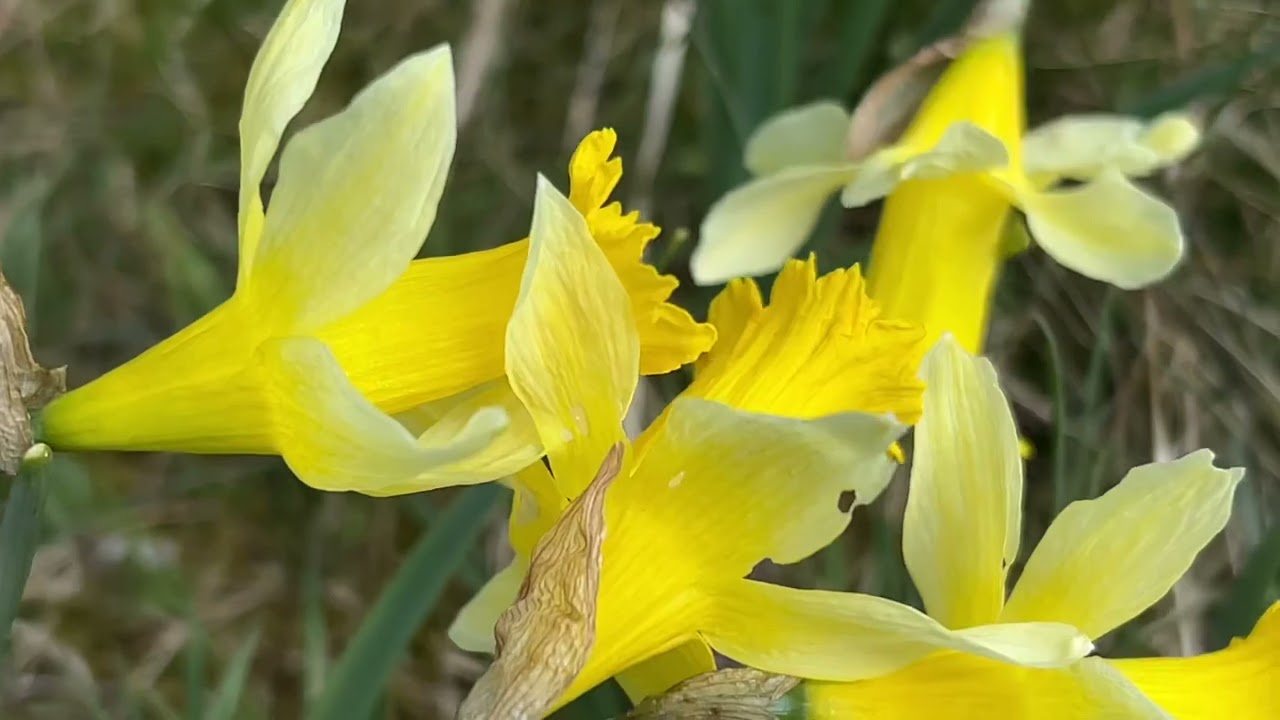 2022-05-21 Narzissen im Perlenbachtal