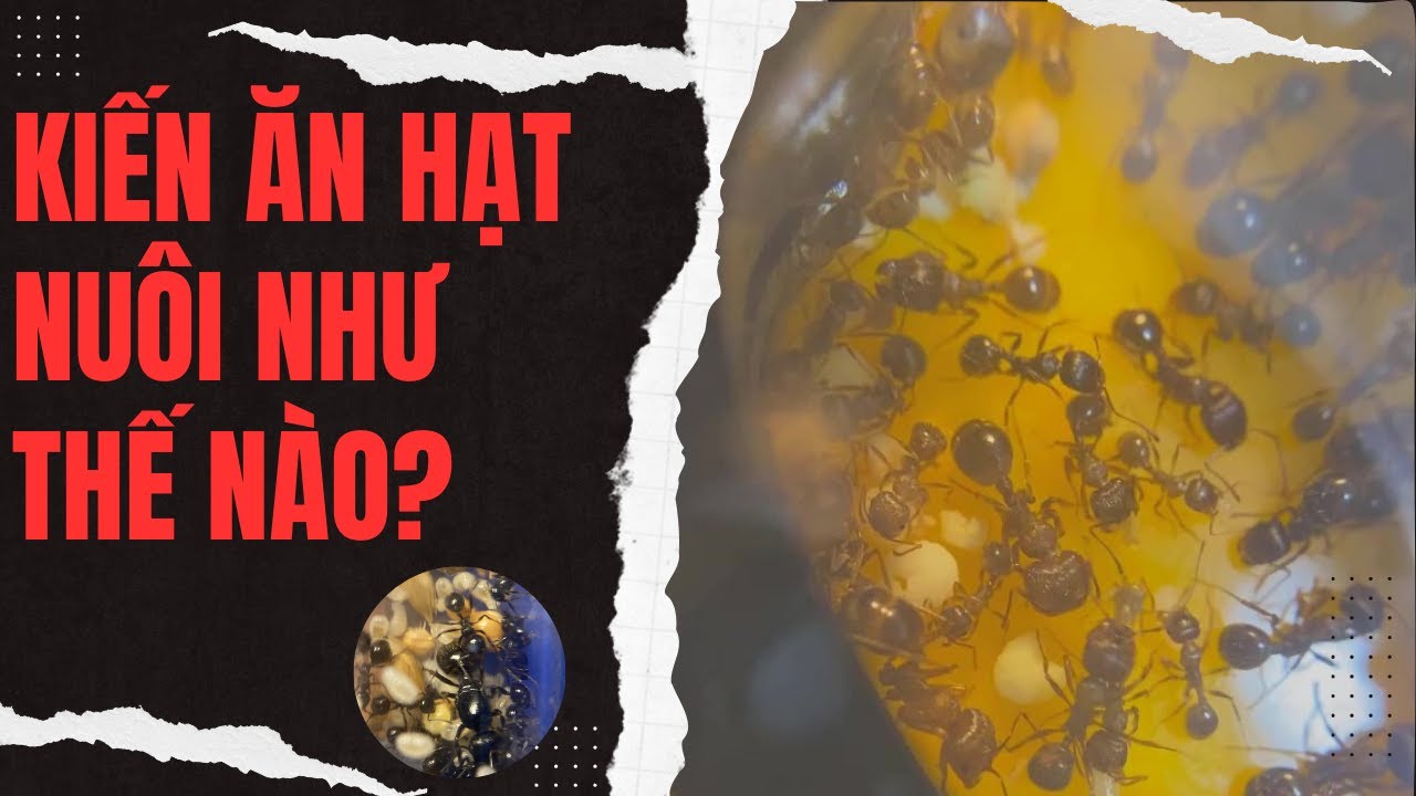 Kiến ăn hạt nuôi như nào ? Cách nuôi Messor | Tạp Hóa Hiển Kiến