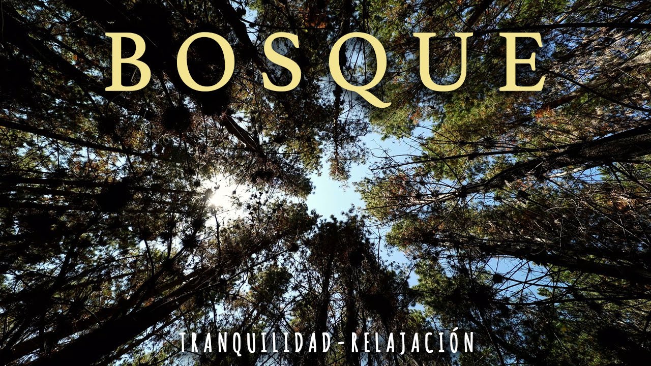 BOSQUE CHILE - Naturaleza 4K - Música relajante, sonido ambiente
