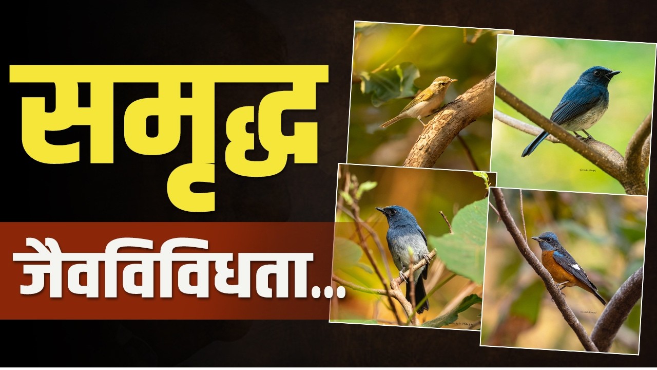 नरेंद्र डोंगरावर आढळल्या ५२ पक्षी प्रजाती | 52 bird species | Narendra mountain