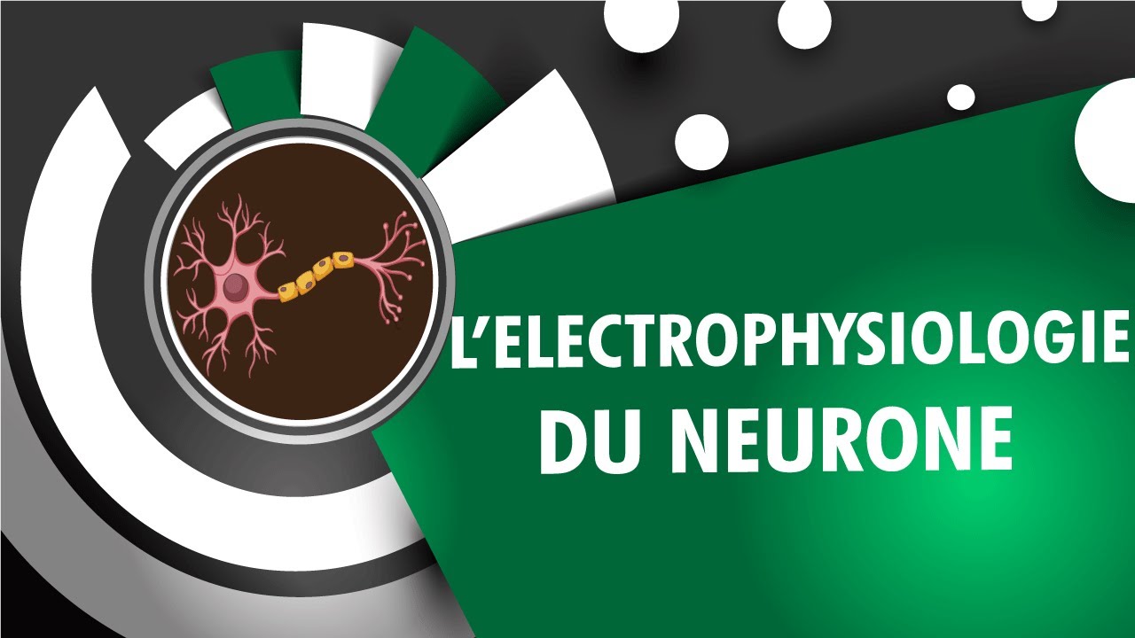 Electrophysiologie Du Neurone - INSEN Academy
