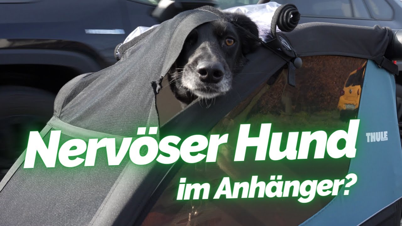 Thule Courier Kinder- und Hundefahrradanhänger im Test 🐶