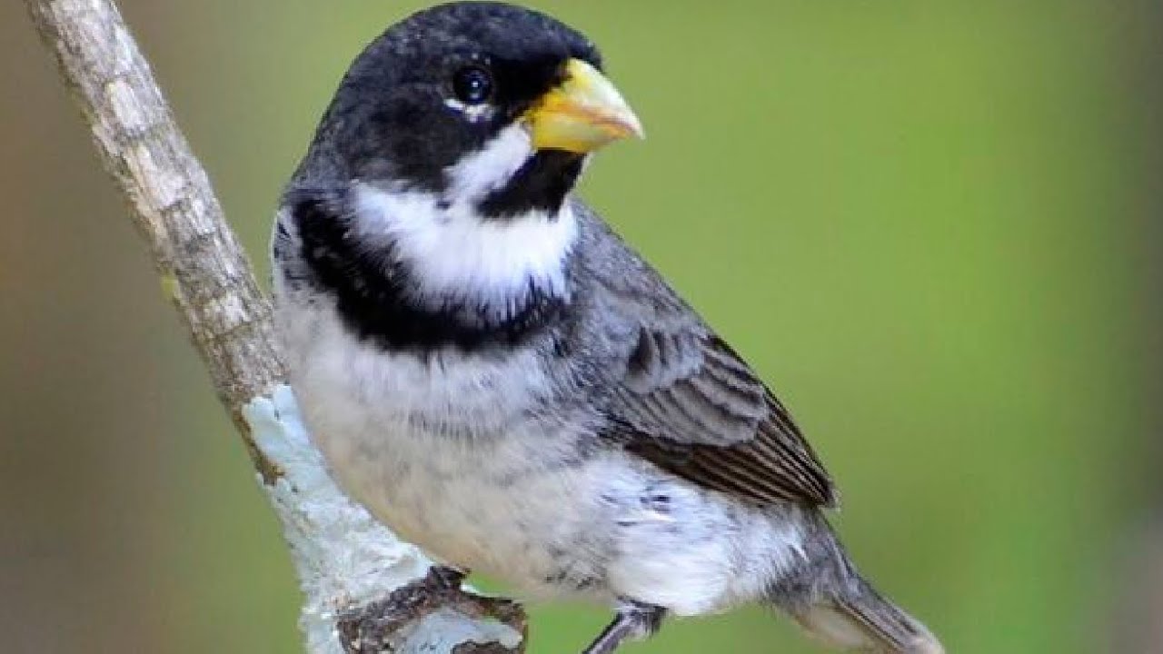 ESSE É UM TUI TUI PARA ENSINAR COLEIROS FILHOTES PARDOS COM QUASE 11HORAS DE CANTO