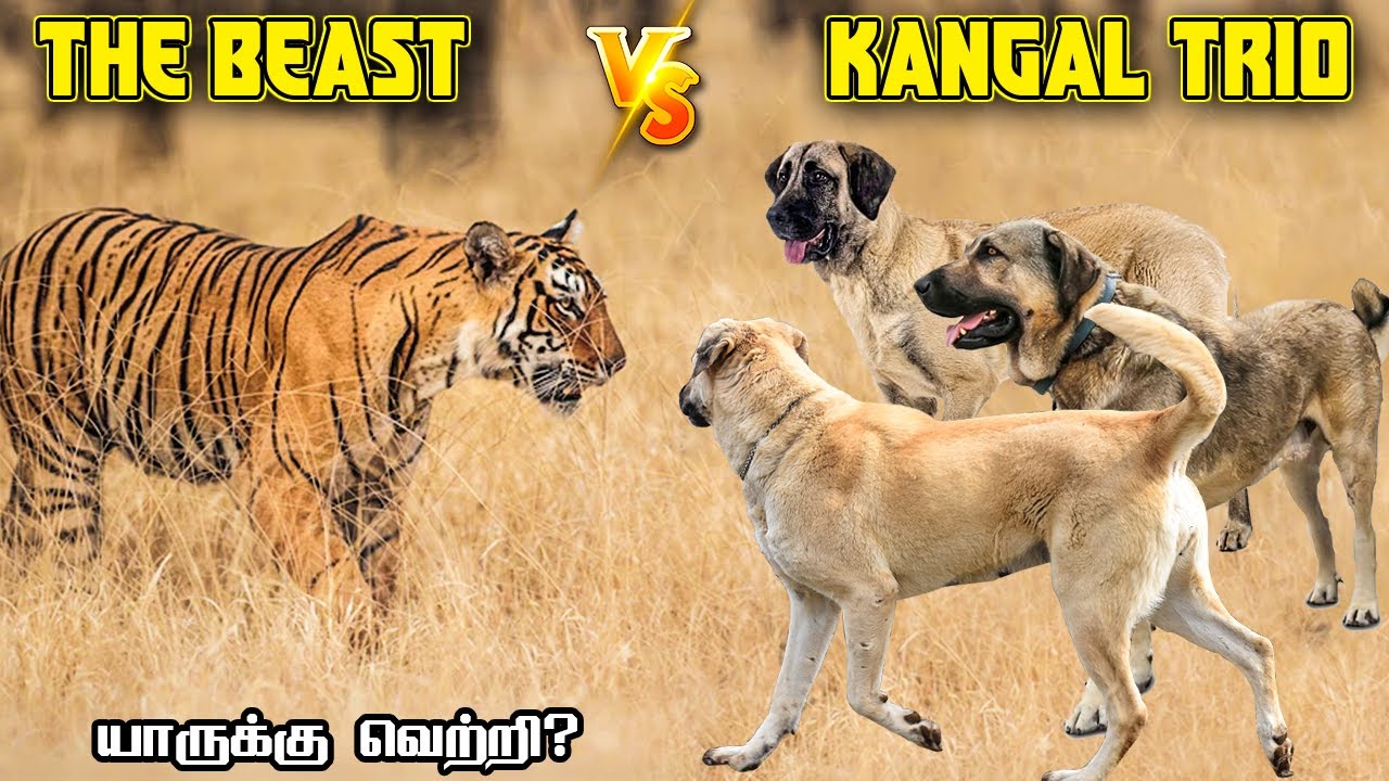 Siberian Tiger vs 3 Turkish Kangal Dogs in Tamil | Savage Empire