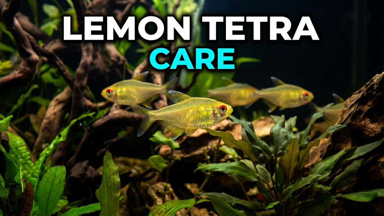 Lemon Tetra Care: The Ultimate Guide to a Vibrant Schooling Fis