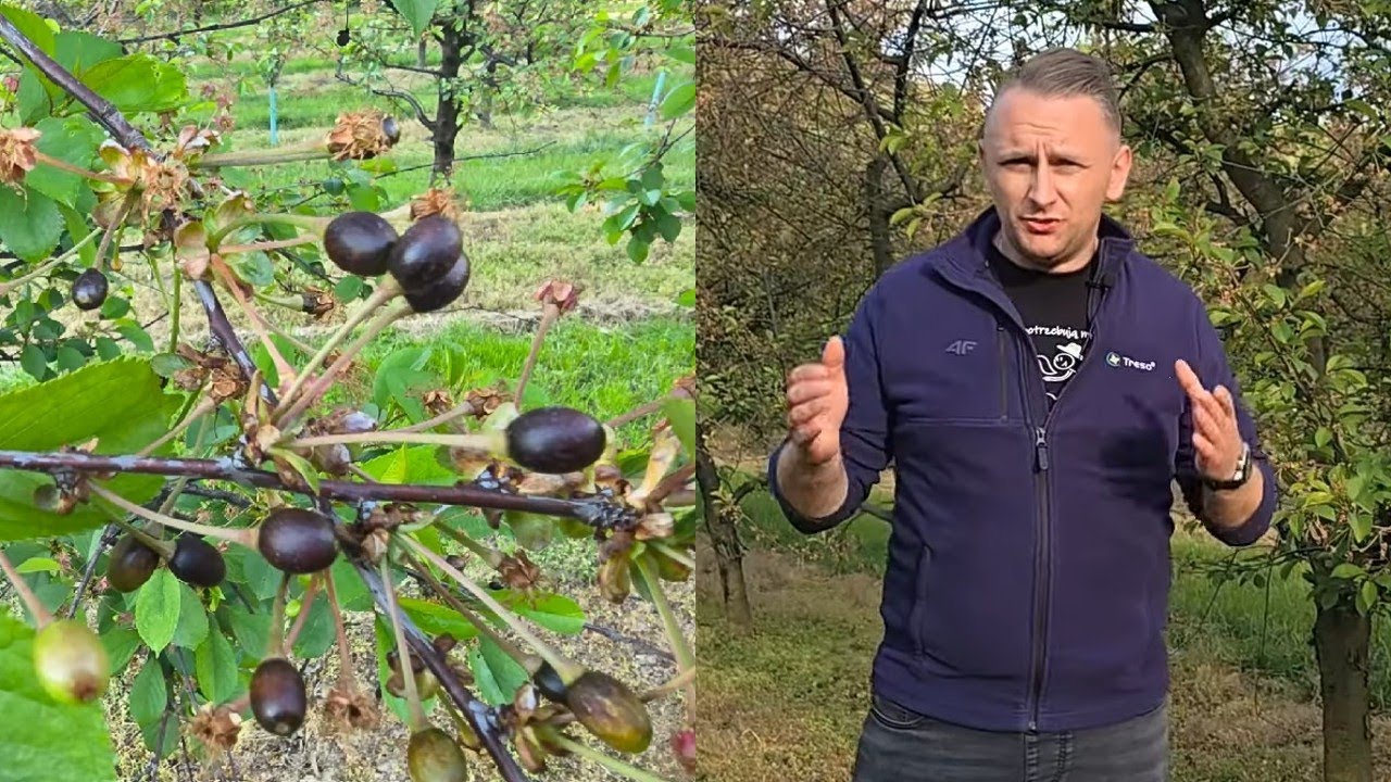 Wiśnie po przymrozkach – ochrona i nawożenie