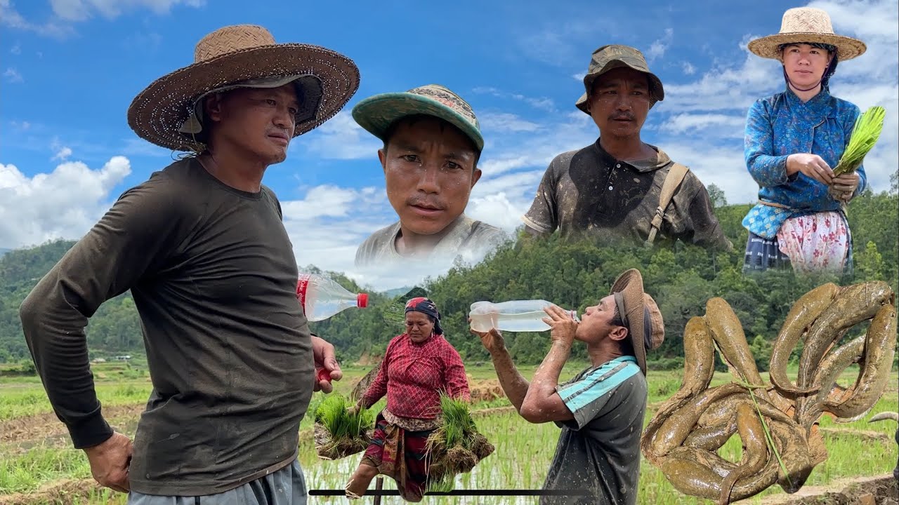 धने भेनाहरूको रोपई मा माछैमाछा काम गर्दा गर्दा रात पर्ना लागियो#villagevlog ~min joi