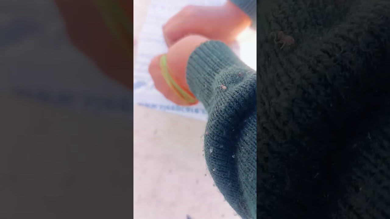 #kitekite