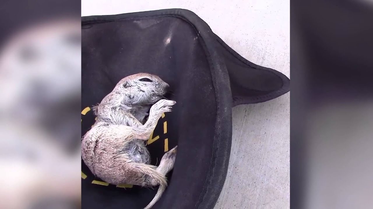 Squirrel saved from drowning in a pool