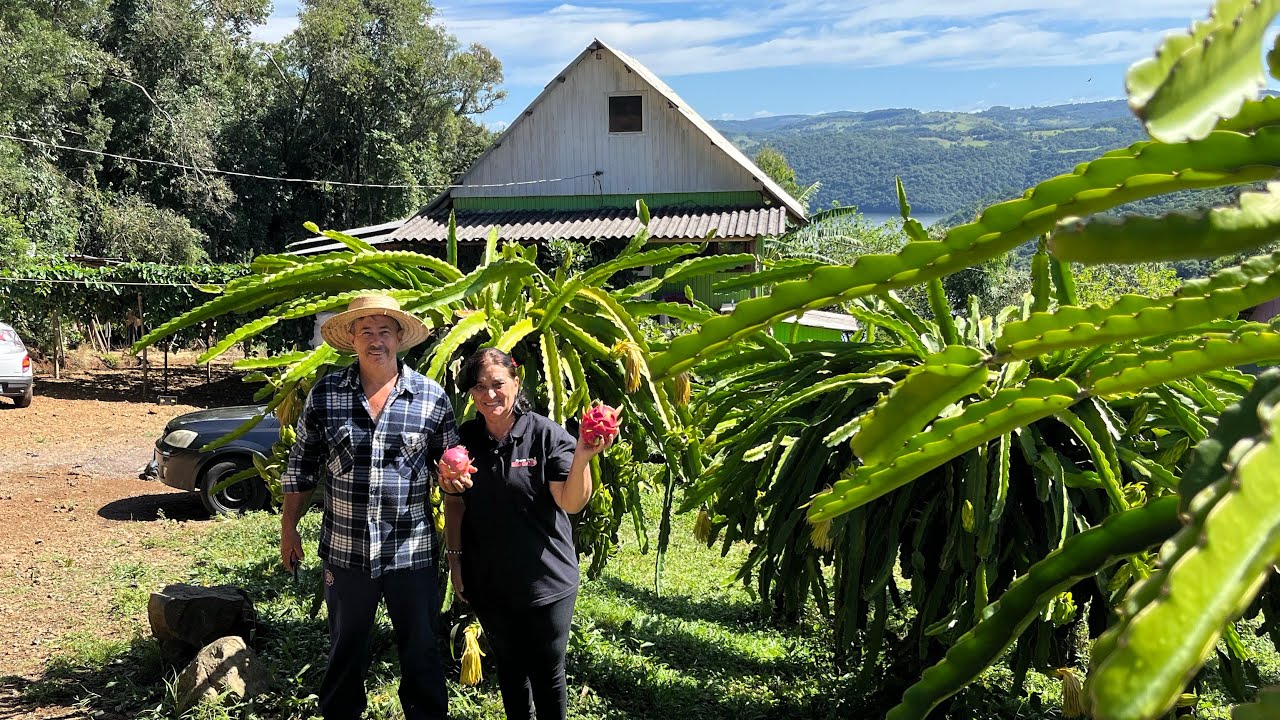 PITAYA - CUIDANDO DAS PITAYAS DO SÍTIO - JUVENAL