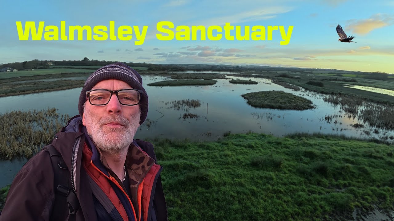 Walmsley Sanctuary (Marsh Harrier)