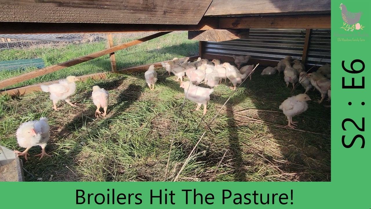Our Broilers Hit The Pasture! Adventures In Reality