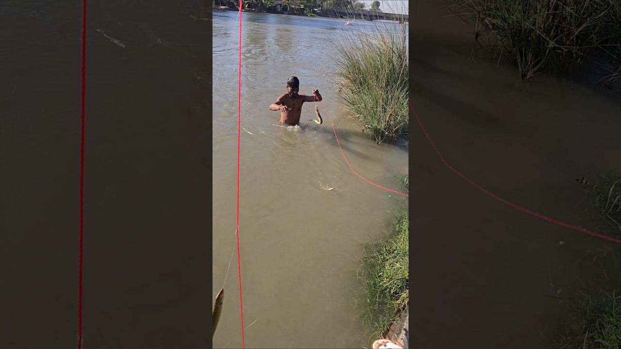 Very spectacular and tremendous hunting of big balm fish