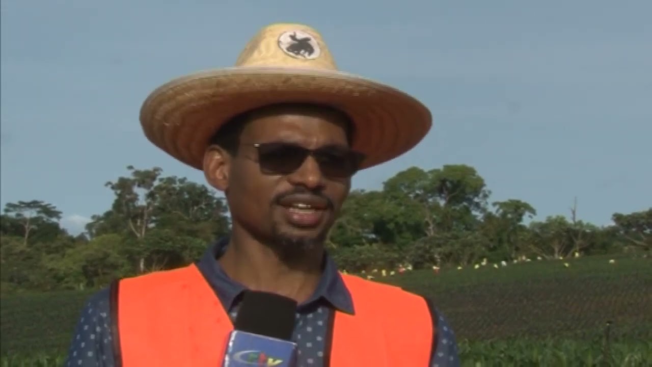 Ces Jeunes qui participent à l'Emergence du Cameroun DOCUMENTAIRE CAMVERT CAMPO VF