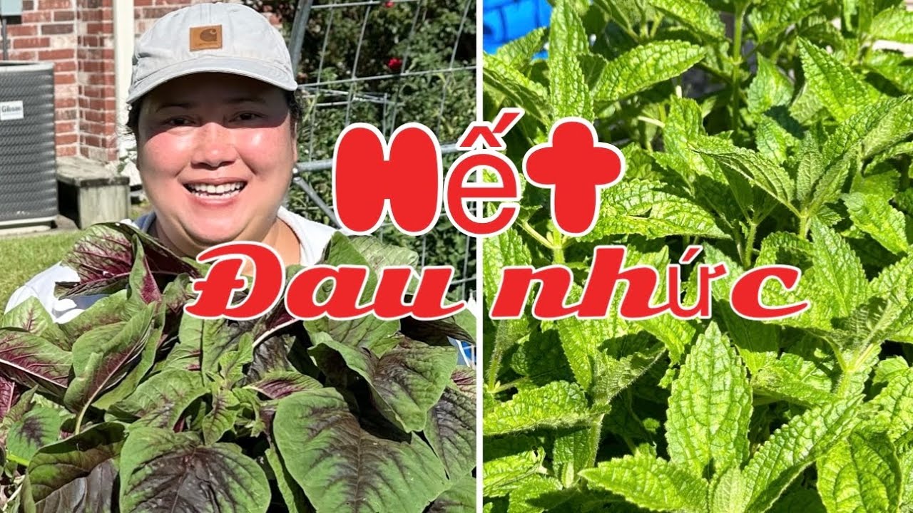 Bí mật về xà lách và cách trồng rau muống có ăn quanh năm và lợi ích tuyệt vời của củ sùng thảo