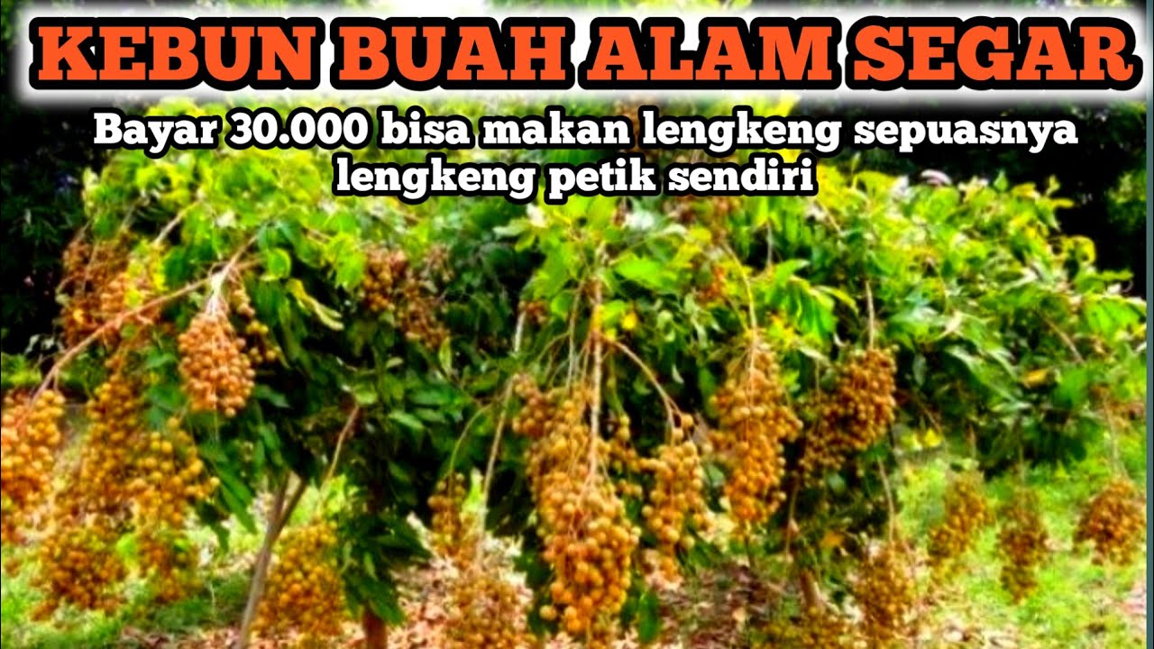 KEBUN BUAH ALAM SEGAR CIPATAT || PETIK LENGKENG || JAMBU KRISTAL || DURIAN MONTONG DLL
