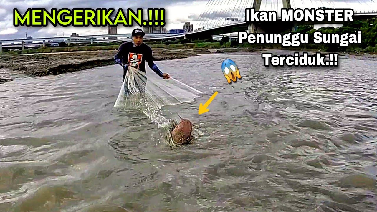 MENGERIKAN‼️Jala Ikan Di Sungai Air Keruh Dapat Ikan MONSTER Penunggu Sungai