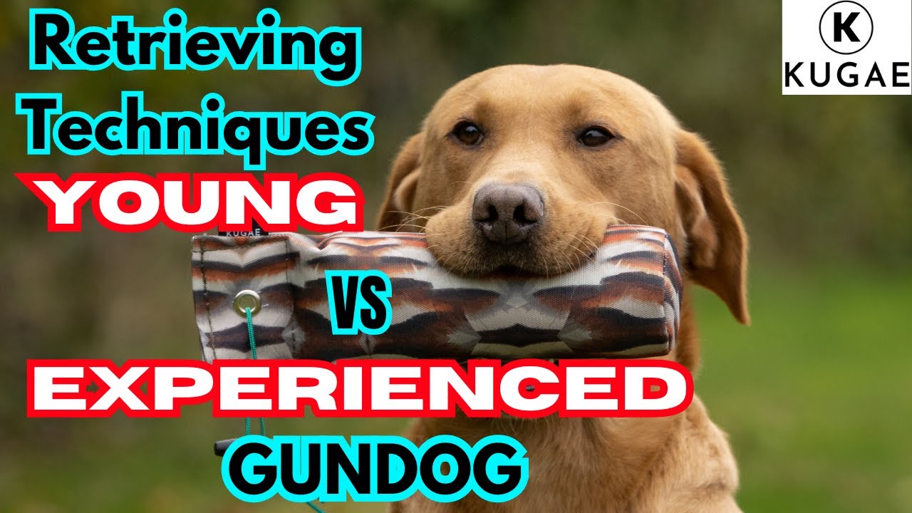 How We Train Our Gundog: Mastering the Art of Retrieving