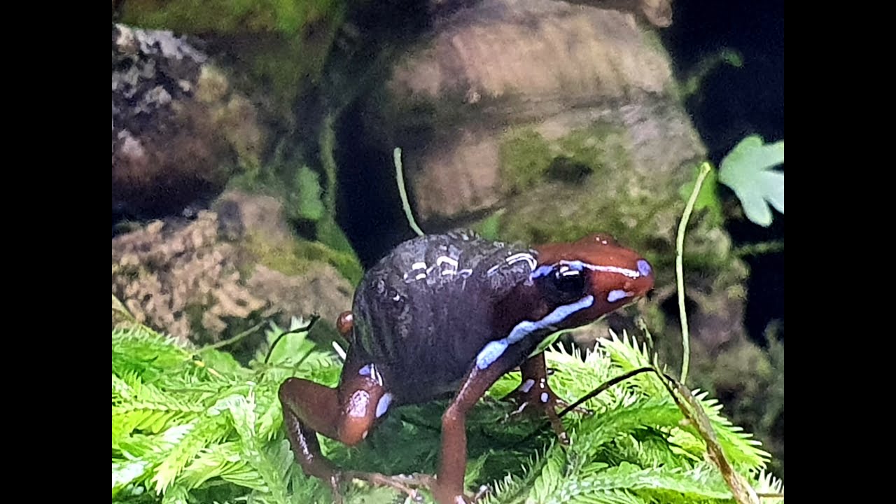 Epipedobates anthonyi 