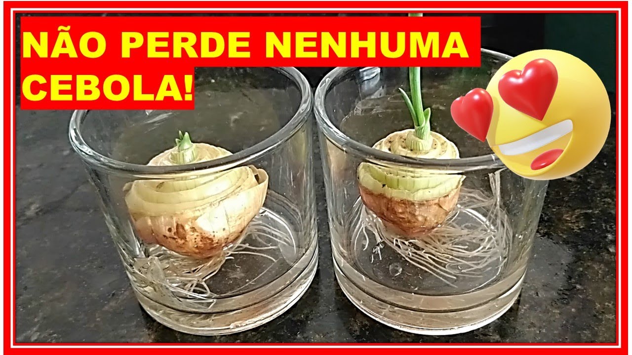 ⭕Como plantar CEBOLA - Técnica da Água funciona ?⭕
