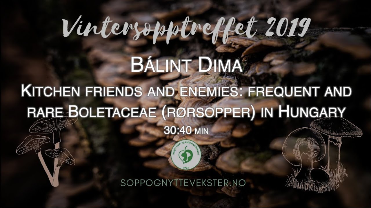 Kitchen friends and enemies: Frequent and rare Boletaceae (R&oslash;rsopper) in Hungary | B&aacute;lint Dima
